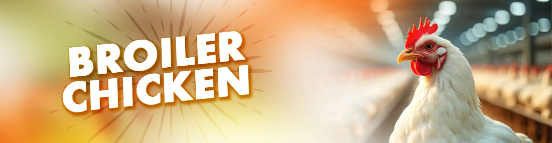 Paragon Agro Ltd | Broiler Chicken